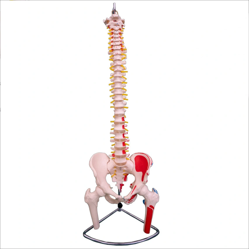 Coluna Vertebral com Cabeças de Pélvis e Fêmur e Músculos Pintados | INNORKOM 1