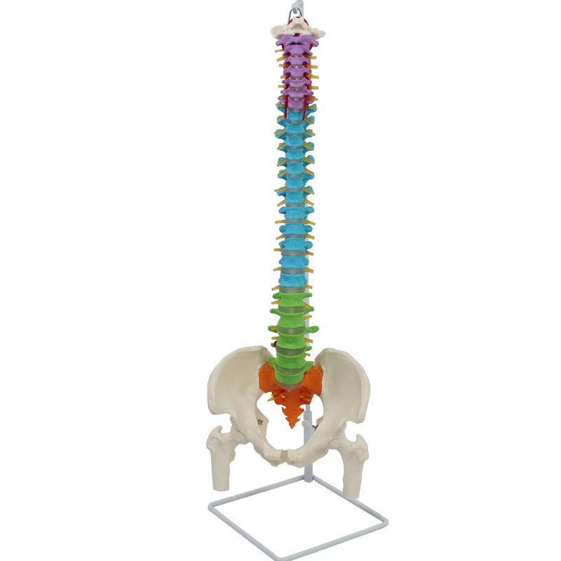 Columna vertebral didáctica con pelvis y cabezas femorales | INNORKOM 1