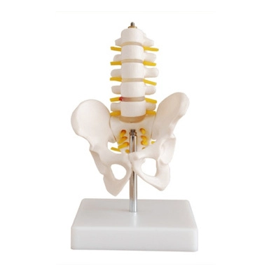 Pelvis de media talla con 5 vértebras lumbares | INNORKOM 1