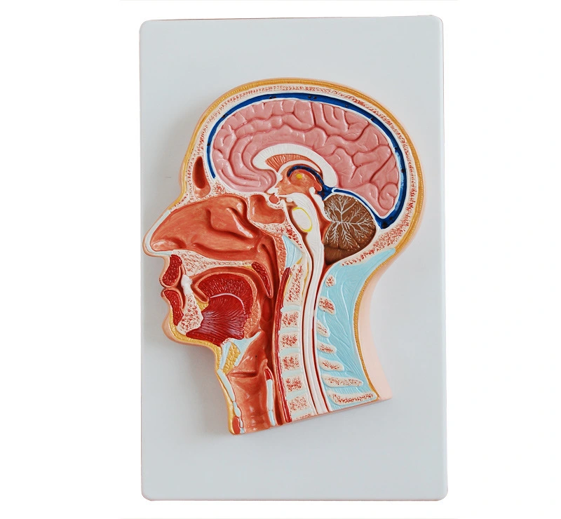 Median Section of the Head | INNORKOM 1