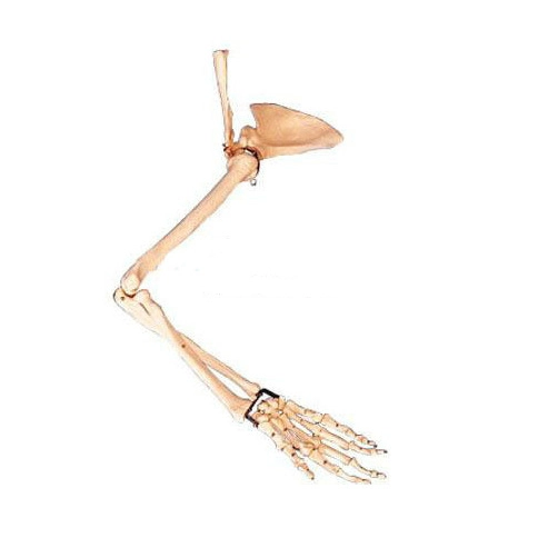 Arm, Scapular and Collar Bone Model | INNORKOM 1