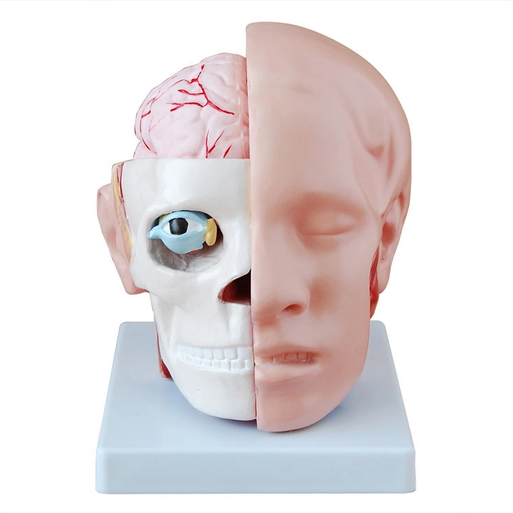 Head with Brain Model | INNORKOM 1
