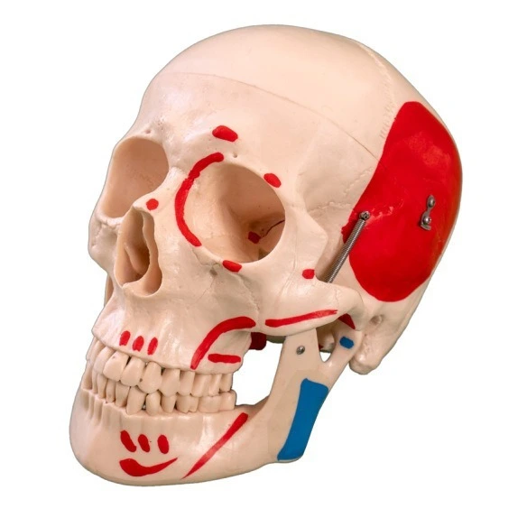 Life-Size Skull with Painted Muscles | INNORKOM 1