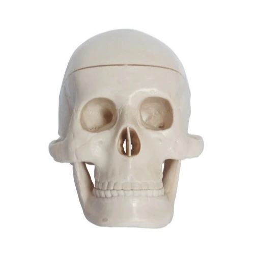 Miniature Plastic Skull | INNORKOM 1
