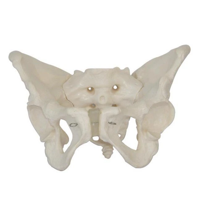 Modelo de pelvis femenina | INNORKOM 1