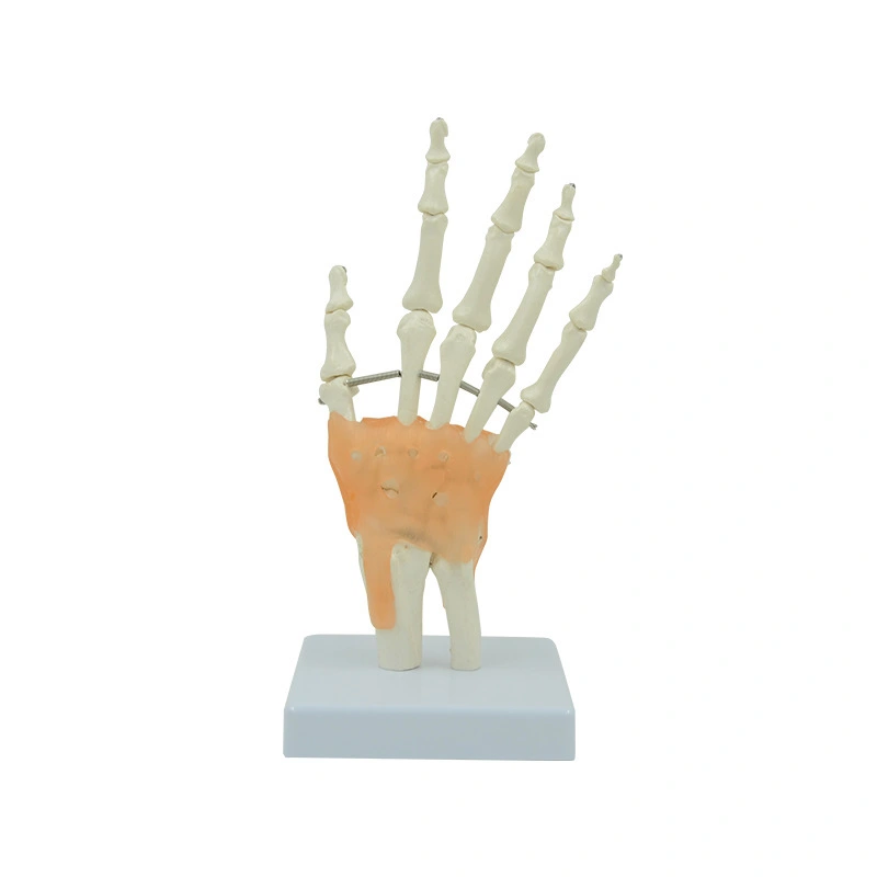 Hand Joint with Ligament Model | INNORKOM 1