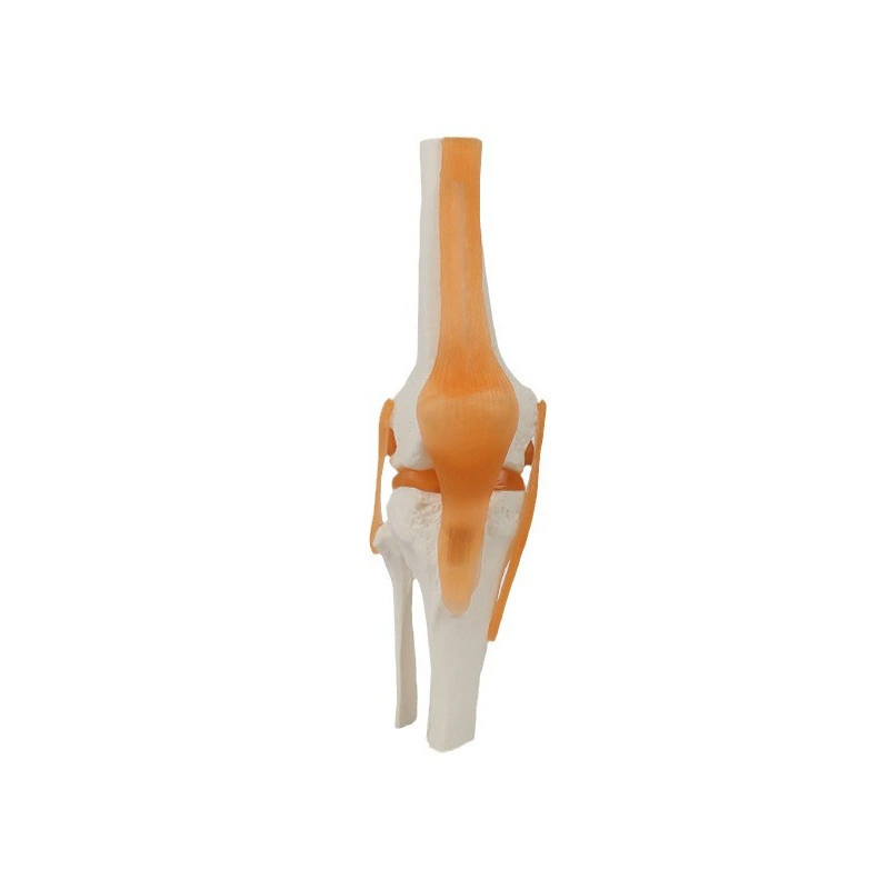 Elbow Joint with Ligament Model | INNORKOM 1