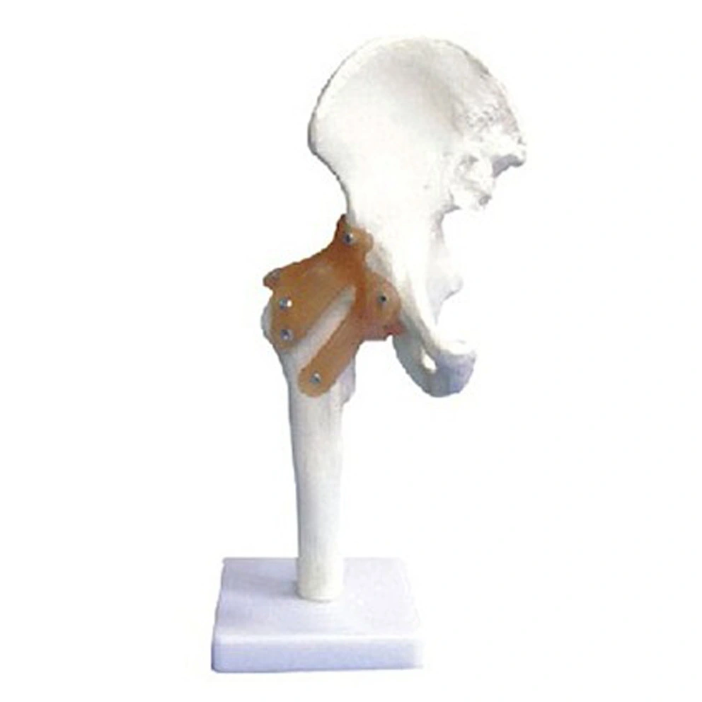 Hip Joint with Ligament Model | INNORKOM 1