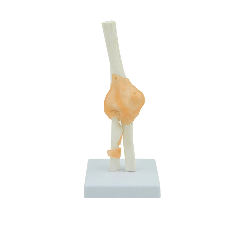 Knee Joint with Ligament Model | INNORKOM 1