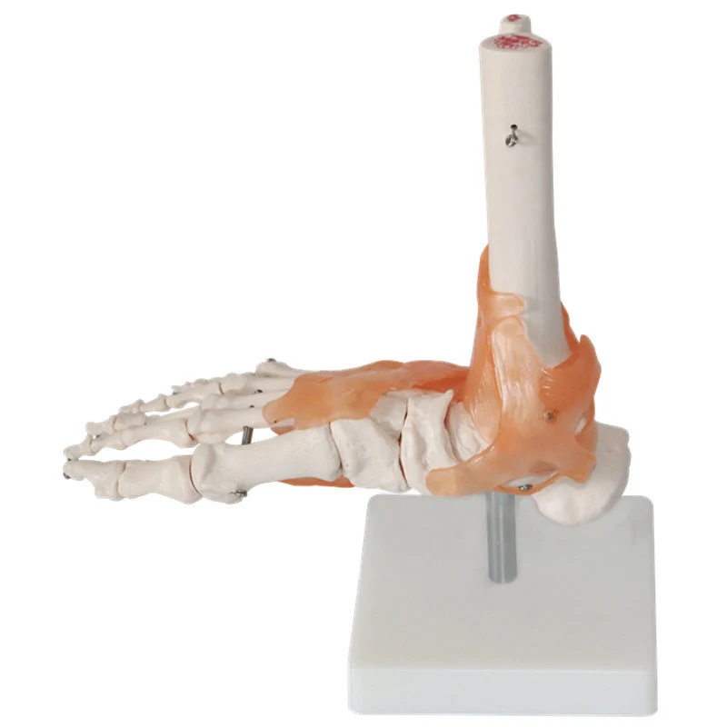 Foot Joint with Ligament Model | INNORKOM 1