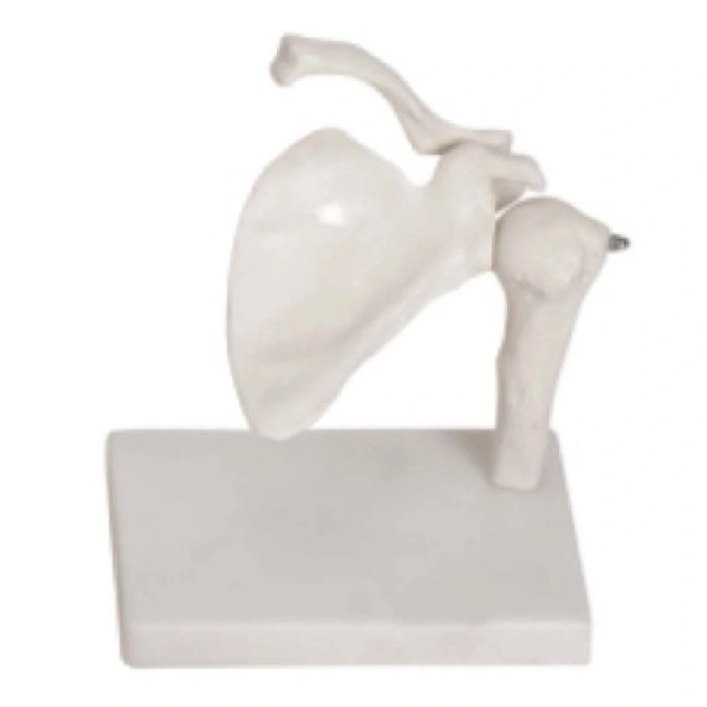 Shoulder Joint Model | INNORKOM 1