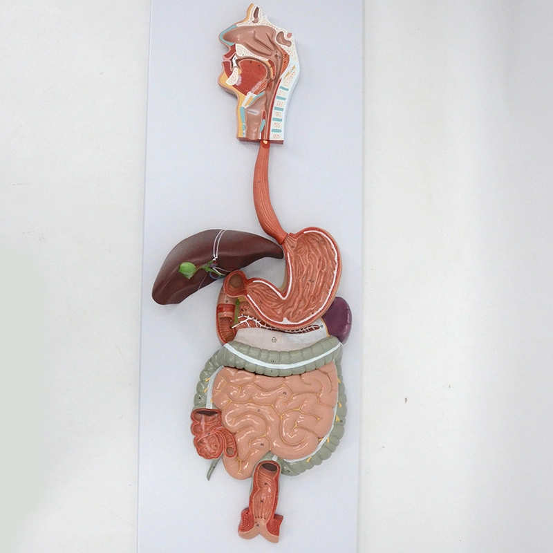 Digestive System Model （3 parts） | INNORKOM 1