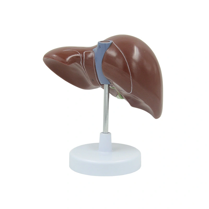 Liver Model | INNORKOM 1