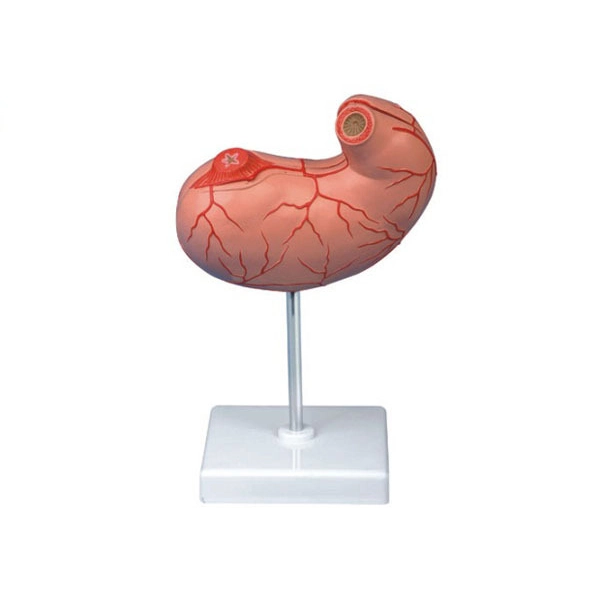 Stomach Model | INNORKOM 1