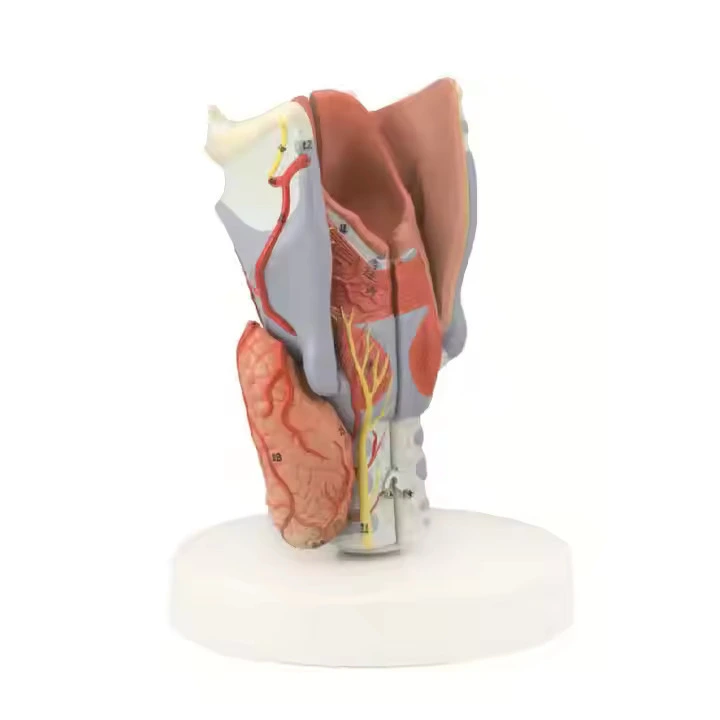 Larynx Model | INNORKOM 1