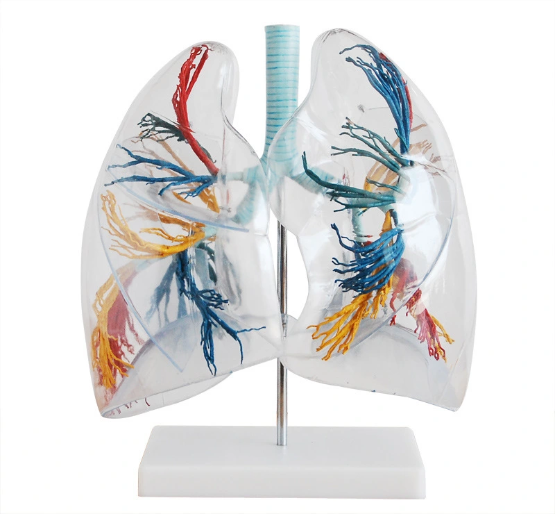 Model of the Transparent Lung Segment | INNORKOM 1