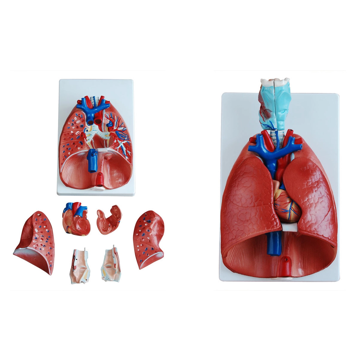 Larynx, Heart and Lung Model/Respiratory Model | INNORKOM 1