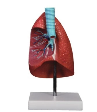 Lung Model 1 Part | INNORKOM 1