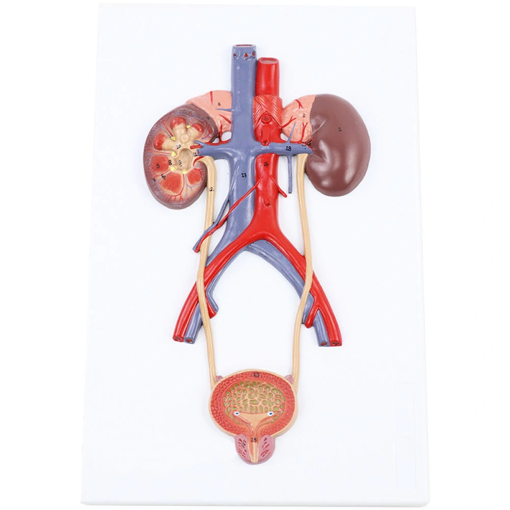 Urinary System Model | INNORKOM 1