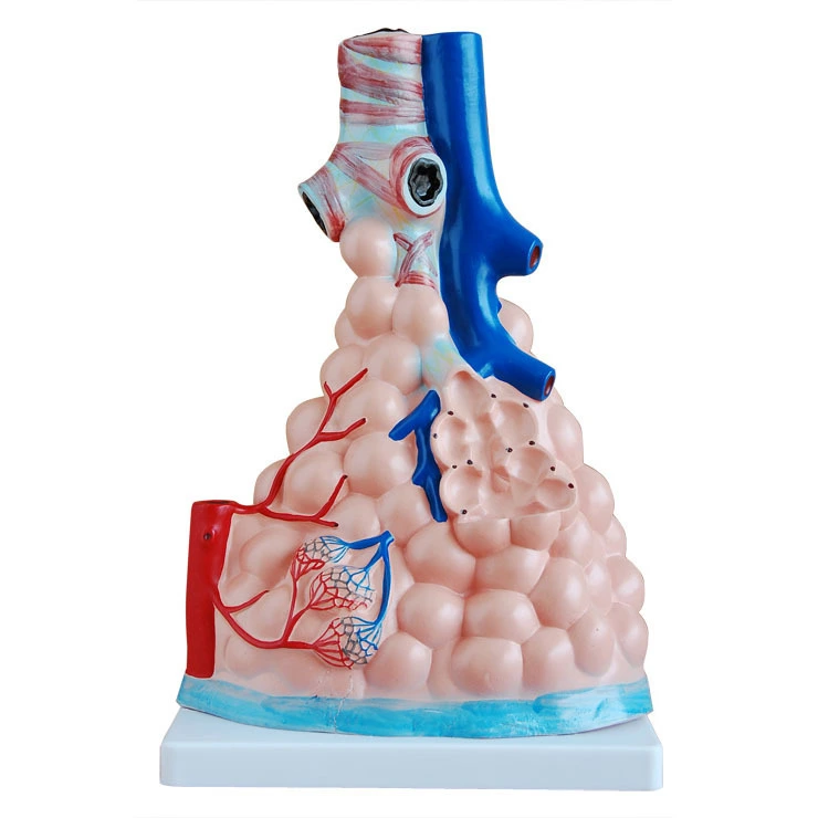 Magnified Pulmonary Alveoli Model | INNORKOM 1