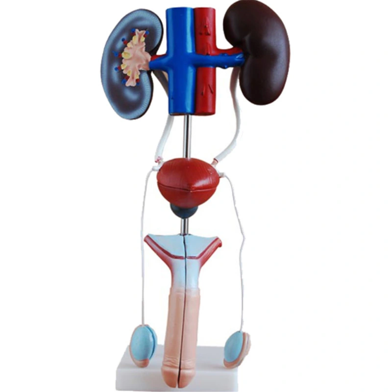 Male Urogenital System | INNORKOM 1