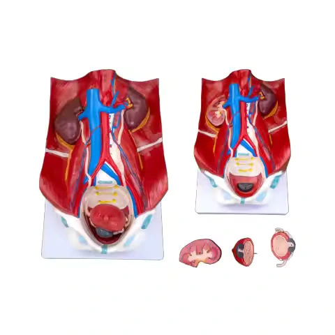 Urinary System Model INC-USM01 | INNORKOM 1