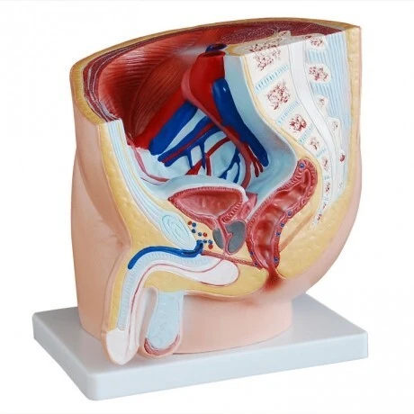 Human Male Pelvis Section (1 part) | INNROKOM 1