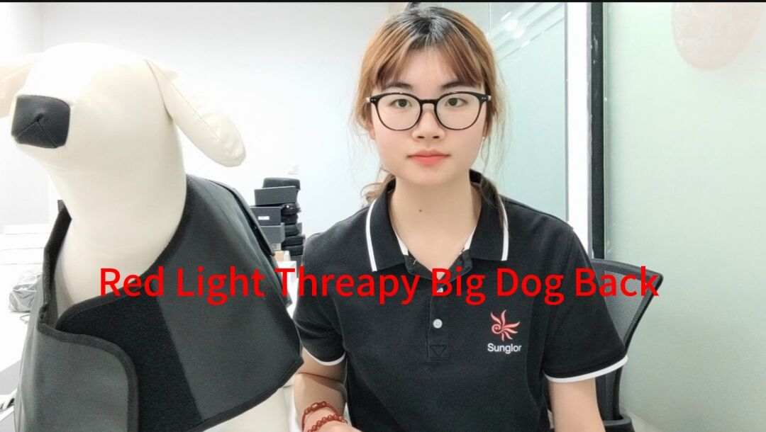 XL Canine Phototherapy Back Wrap – Engineered for Large Breed Relief