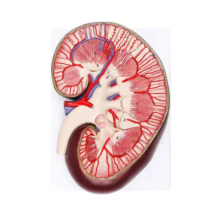 Kidney Anatomy Model | INNORKOM 1
