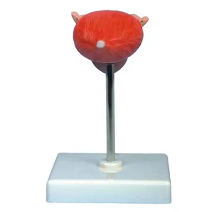 Modelo de bexiga | INNORKOM 1