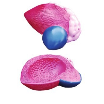 Expansion Model of Urinary Bladder | INNORKOM 1