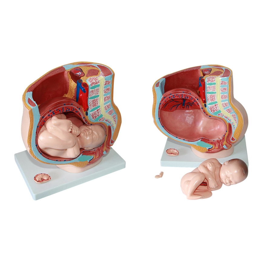 Human Female Pelvis Section (4 parts) | INNORKOM 1