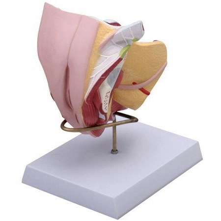 Female Genital Model (4 parts) | INNORKOM 1