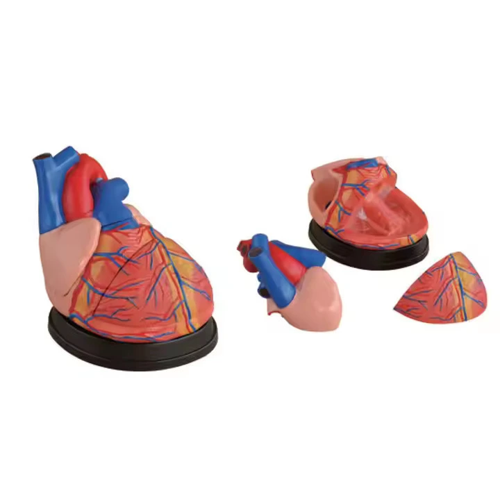 Jumbo Heart Model | INNORKOM 1