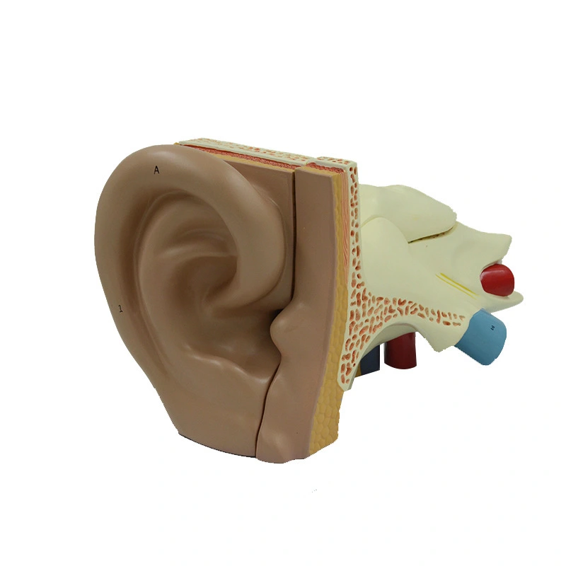 Ear Model - 6 parts | INNROKOM 1