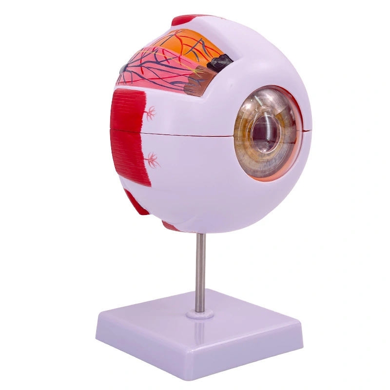 Eyeball Model - 6 parts | INNORKOM 1