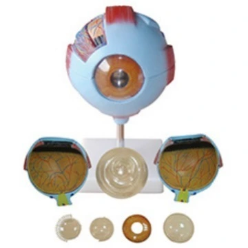 Eyes Model - 6 parts | INNORKOM 1