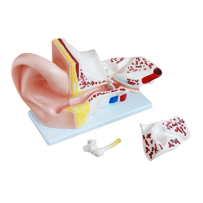 Giant Ear Model (4 parts) | INNORKOM 1