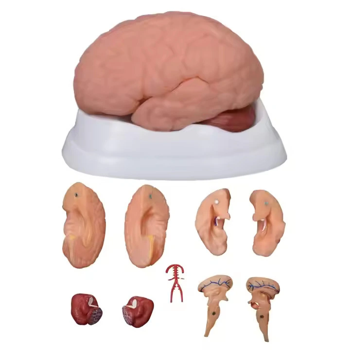 New Style Brain Model 9 Parts | INNORKOM 1