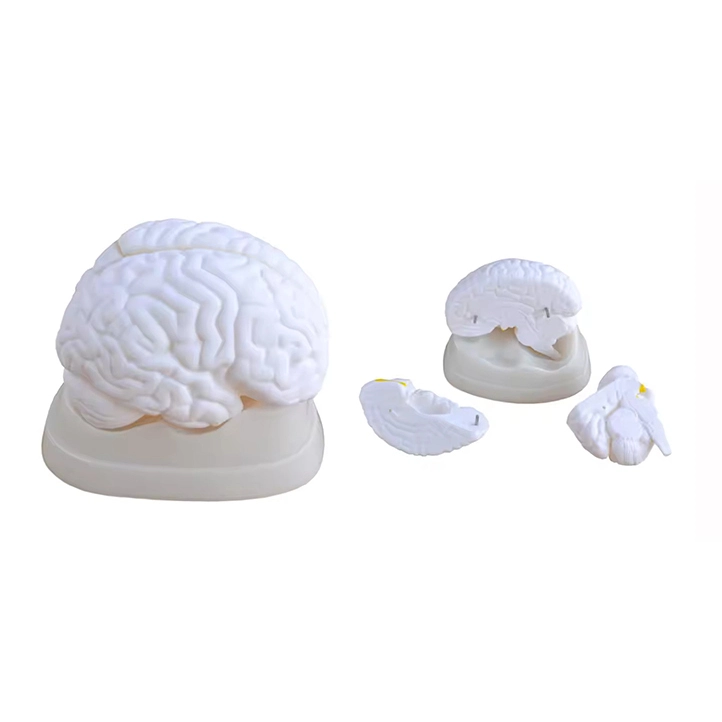Anatomy Brain Model | INNORKOM 1