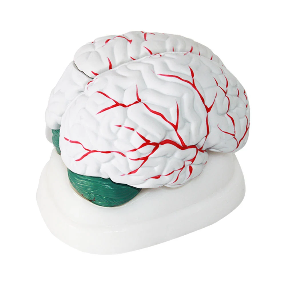 Brain Anatomy Model | INNORKOM 1