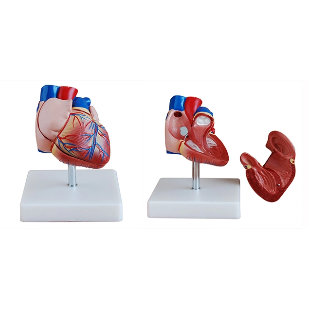 Life-Size Heart Anatomy Model | INNORKOM 1