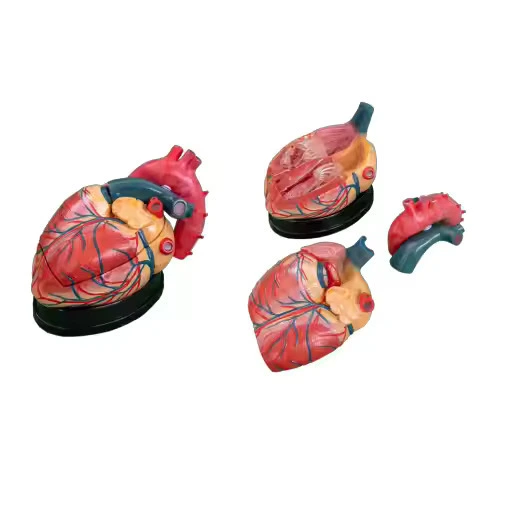 Jumbo Heart Model INC-HM05 | INNORKOM 1