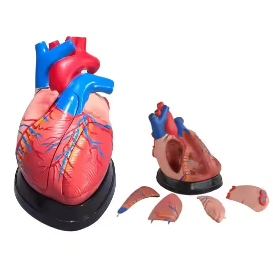 Middle Heart Model | INNORKOM 1