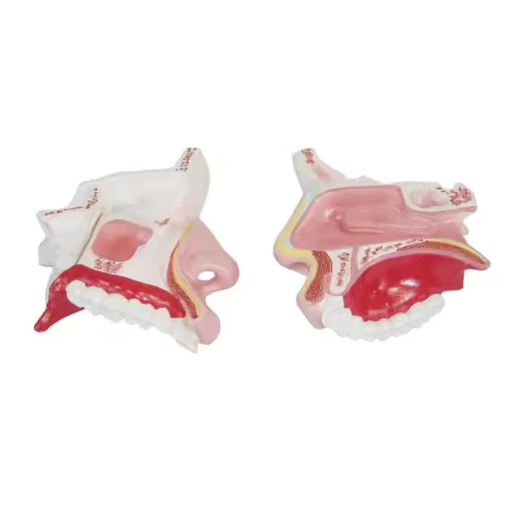 Nasal Cavity Model | INNORKOM 1