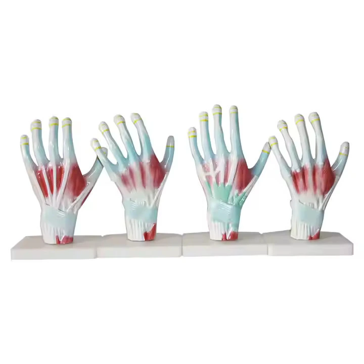 Palm Anatomy Model | INNORKOM 1