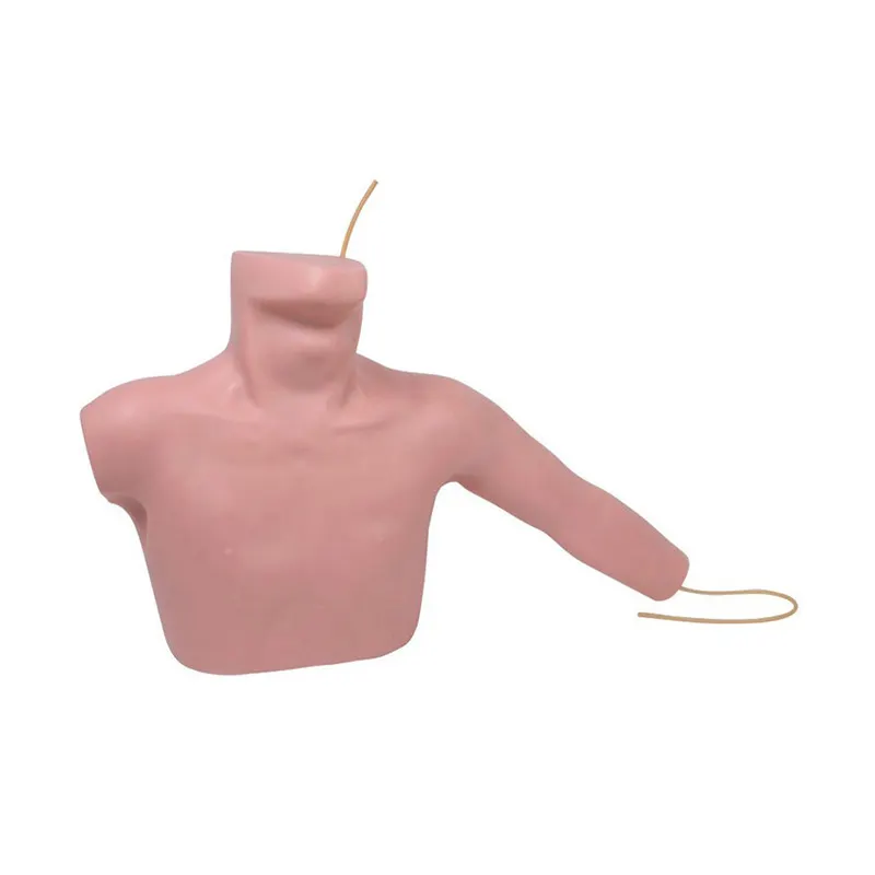 Medical Skeleton Model Vendor for Medical GradeINNORKOM 2