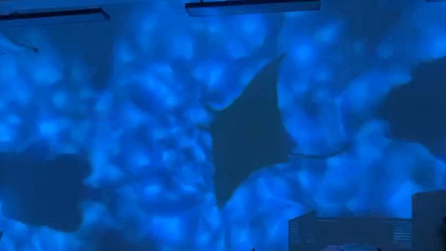 Capturing the Beauty of Water Ripples: a Fish Shadows Projector | Noparde