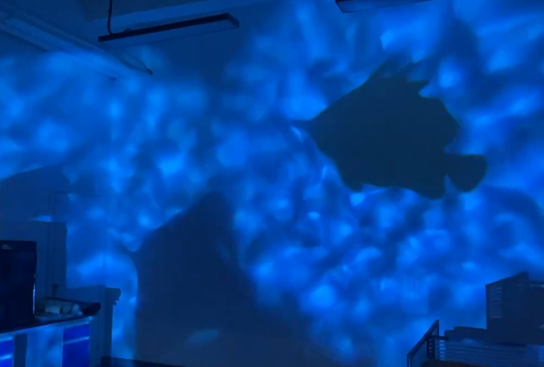 Capturing the Beauty of Water Ripples: a Fish Shadows Projector | Noparde
