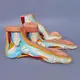 Wholesale Medical Anatomy Models Vendor for Operating Room 5